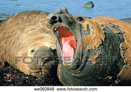 Southern Elephant Seal (Mirounga leonina) belching. Antarctica View Large Photo Image Stock Photo - Southern Elephant Seal (Mirounga leonina) belching. Antarctica. Fotosearch