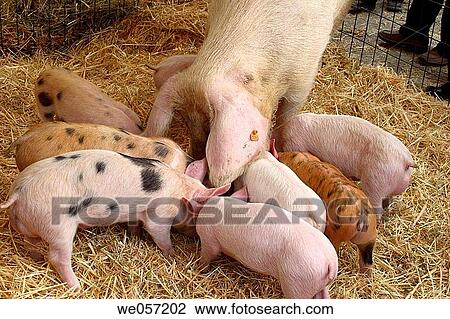 Sow and piglets View Large Photo Image Stock Image - Sow and piglets. Fotosearch