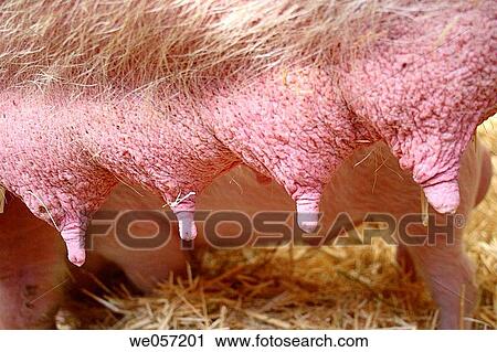 Sow View Large Photo Image Stock Image - Sow. Fotosearch