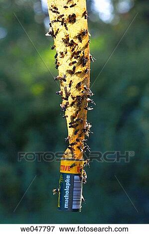Stock Photo - Sticky fly paper. Fotosearch