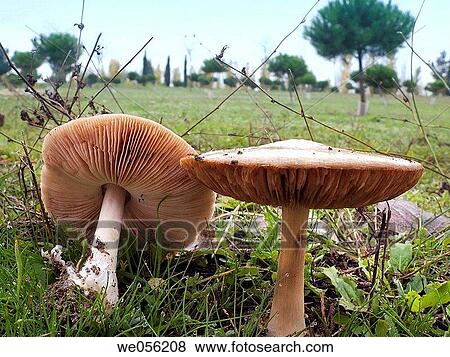 Stubble Rosegill (Volvariella gloiocephala) at Juan Carlos I Park, Pinto. Madrid, Spain View Large Photo Image Stock Photo - Stubble Rosegill (Volvariella gloiocephala) at Juan Carlos I Park, Pinto. Madrid, Spain. Fotosearch
