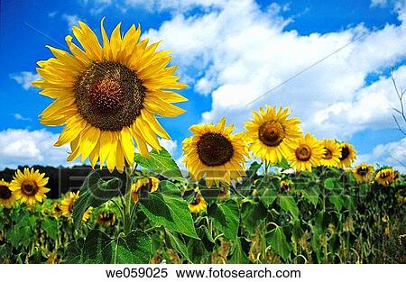 Sunflowers plantation. Roussillon, France View Large Photo Image Stock Photography - Sunflowers plantation. Roussillon, France. Fotosearch