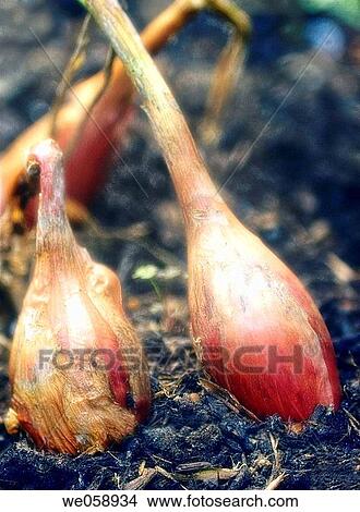 Sweet Onions (Allium cepa). August 2005, Maryland, USA View Large Photo Image Picture - Sweet Onions (Allium cepa). August 2005, Maryland, USA. Fotosearch