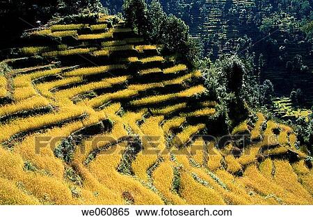 Terraced rice paddies in Autumn. Tamur Valley. Kangchenjunga. East Nepal View Large Photo Image Stock Photography - Terraced rice paddies in Autumn. Tamur Valley. Kangchenjunga. East Nepal. Fotosearch