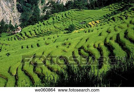 Terraced rice paddies. Tamur Valley. Kangchenjunga. East Nepal View Large Photo Image Picture - Terraced rice paddies. Tamur Valley. Kangchenjunga. East Nepal. Fotosearch