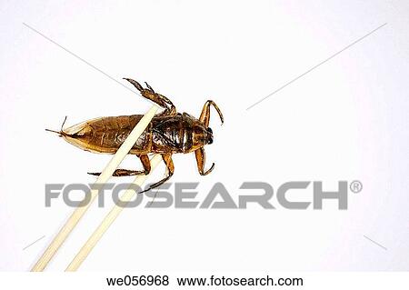 Thailand. Bangkok. Thai cuisine. Fried bug View Large Photo Image Stock Photo - Thailand. Bangkok. Thai cuisine. Fried bug. Fotosearch