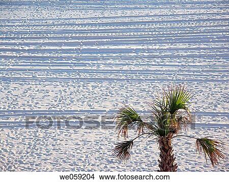 Tire Tracks on Beach View Large Photo Image Picture - Tire Tracks on Beach. Fotosearch