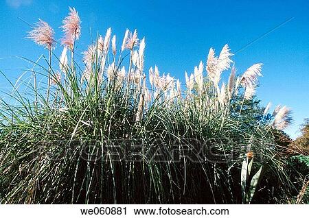 Toi Toi grass (Cortaderia richardii). Geraldine district. South Island. New Zealand View Large Photo Image Stock Image - Toi Toi grass (Cortaderia richardii). Geraldine district. South Island. New Zealand. Fotosearch