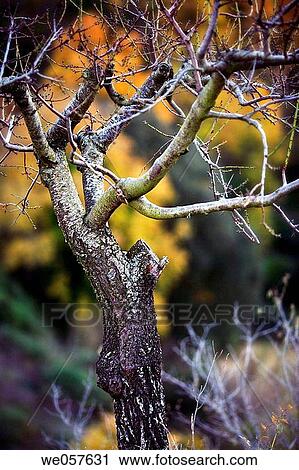 Tree in winter. Priorat, Tarragona province, Catalonia, Spain. View Large Photo Image Stock Image - Tree in winter. Priorat, Tarragona province, Catalonia, Spain.. Fotosearch