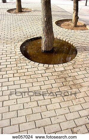 Trees and pavement View Large Photo Image Picture - Trees and pavement. Fotosearch