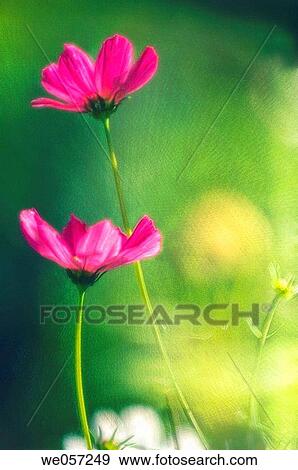 Two Cosmos Flowers. (Cosmos bipinnatus). June 2006, Maryland, USA View Large Photo Image Stock Photo - Two Cosmos Flowers. (Cosmos bipinnatus). June 2006, Maryland, USA. Fotosearch