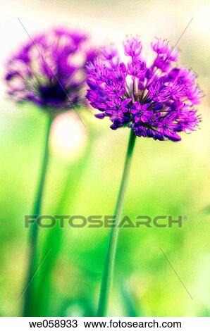 Two Onions in Bloom (Allium komarowii). April 2006, Maryland, USA View Large Photo Image Stock Image - Two Onions in Bloom (Allium komarowii). April 2006, Maryland, USA. Fotosearch