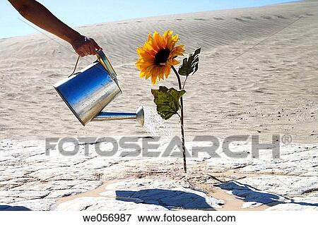 Usa. California. Death Valley National Park. Sand Dunes point. View Large Photo Image Stock Photo - Usa. California. Death Valley National Park. Sand Dunes point.. Fotosearch