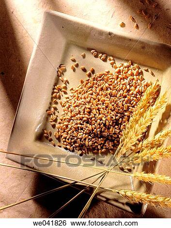 Wheat View Large Photo Image Stock Photograph - Wheat. Fotosearch