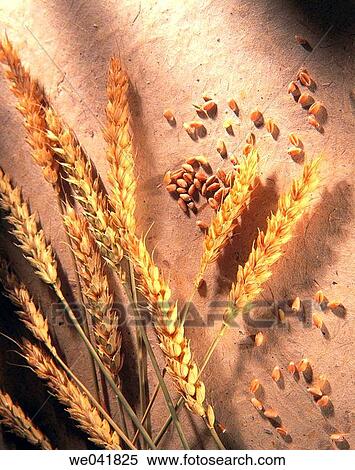 Wheat View Large Photo Image Stock Photography - Wheat. Fotosearch