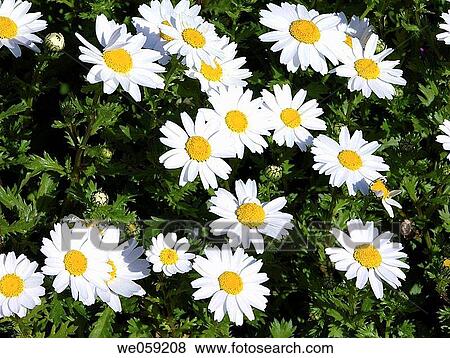 White daisies View Large Photo Image Stock Photo - White daisies. Fotosearch