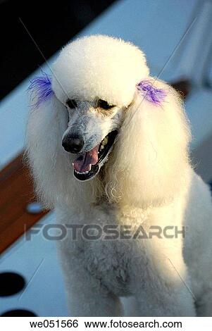 White French Poodle View Large Photo Image Stock Photograph - White French Poodle. Fotosearch