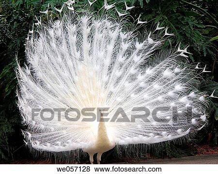 Stock Photo - White Peacock. Fotosearch