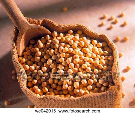Stock Photography - White soybeans. Fotosearch