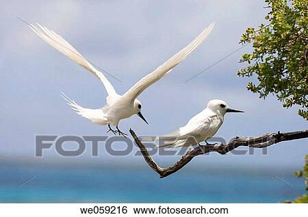White Tern, Bird Island. Tikehau. Tuamotu Archipelago. French Polynesia. View Large Photo Image Stock Photograph - White Tern, Bird Island. Tikehau. Tuamotu Archipelago. French Polynesia.. Fotosearch