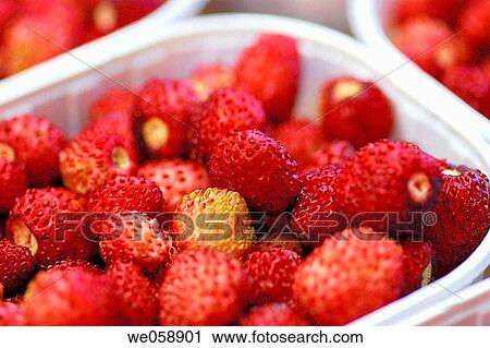 Wild strawberries at La Boqueria market, Barcelona. Catalonia, Spain View Large Photo Image Stock Image - Wild strawberries at La Boqueria market, Barcelona. Catalonia, Spain. Fotosearch