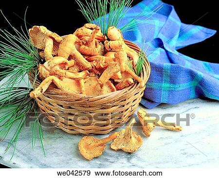 Yellow Chanterelle (Cantharellus cibarius) View Large Photo Image Stock Photo - Yellow Chanterelle (Cantharellus cibarius). Fotosearch