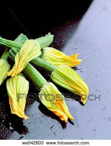 Zucchini flowers View Large Photo Image Stock Image - Zucchini flowers. Fotosearch