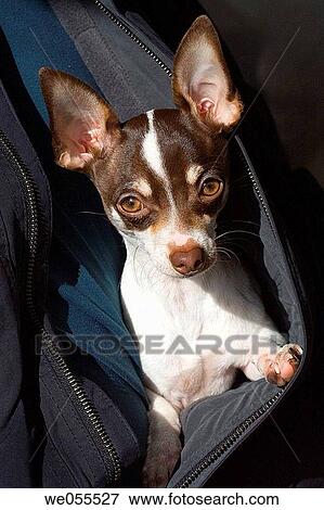 A Chihuahua snuggles in a man's coat. View Large Photo Image Stock Photo - A Chihuahua snuggles in a man's coat.. Fotosearch