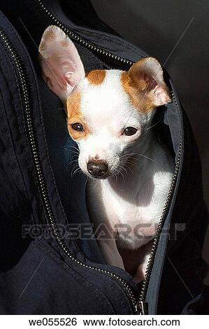 A Chihuahua snuggles in a man's coat. View Large Photo Image Stock Photograph - A Chihuahua snuggles in a man's coat.. Fotosearch
