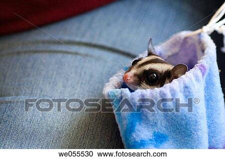 A Sugar Glider (Petaurus breviceps) peeks out of a pouch View Large Photo Image Stock Image - A Sugar Glider (Petaurus breviceps) peeks out of a pouch. Fotosearch