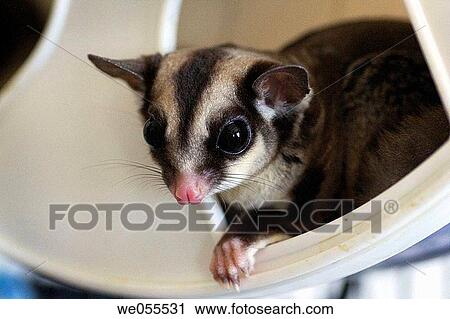 A sugar glider (Petaurus breviceps) sits in its exercise wheel. Sugar Gliders are a marsupial native to Australia. They are social creatures, and form close relationships with their owners. View Large Photo Image Stock Image - A sugar glider (Petaurus breviceps) sits in its exercise wheel. Sugar Gliders are a marsupial native to Australia. They are social creatures, and form close relationships with their owners.. Fotosearch