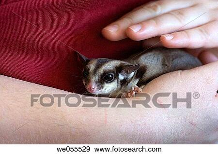 A woman pets her domesticated Sugar Glider (Petaurus breviceps), a marsupial native to Australia. Sugar Gliders are social creatures and form close relationships with their owners. View Large Photo Image Stock Photo - A woman pets her domesticated Sugar Glider (Petaurus breviceps), a marsupial native to Australia. Sugar Gliders are social creatures and form close relationships with their owners.. Fotosearch