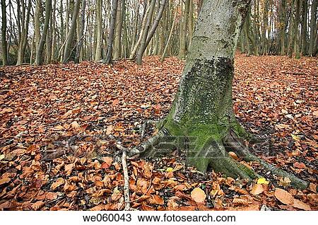 Abstract view of winter woodland with ground covered with leaves. View Large Photo Image Stock Image - Abstract view of winter woodland with ground covered with leaves.. Fotosearch