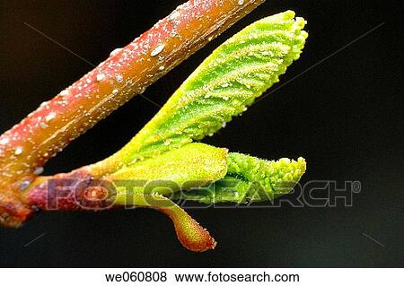 Stock Photo - Alnus glutinosa sprouting.. Fotosearch