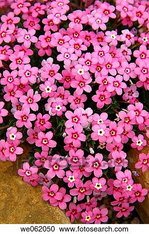 Stock Image - Alpine plant (Dionysia involucrata) in the Davies greenhouse of the Royal Botanic Gardens Kew in Richmond, London. England, UK. Fotosearch