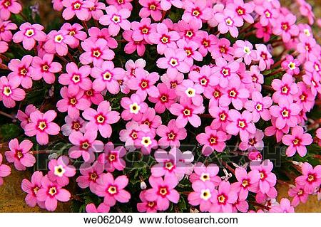 Alpine plant (Dionysia involucrata) in the Davies greenhouse of the Royal Botanic Gardens Kew in Richmond, London. England, UK View Large Photo Image Stock Photo - Alpine plant (Dionysia involucrata) in the Davies greenhouse of the Royal Botanic Gardens Kew in Richmond, London. England, UK. Fotosearch