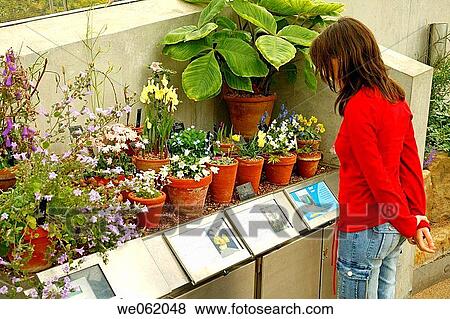 Alpine plants in the Davies greenhouse of the Royal Botanic Gardens Kew in Richmond, London. England, UK View Large Photo Image Stock Photo - Alpine plants in the Davies greenhouse of the Royal Botanic Gardens Kew in Richmond, London. England, UK. Fotosearch