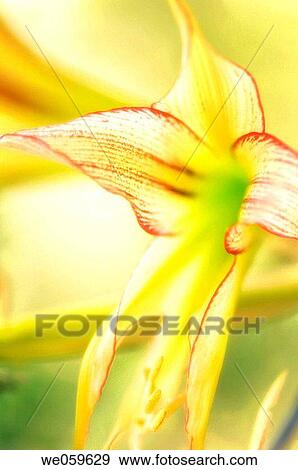 Amaryllis bloom. Hippeastrum sp. January 2007, Maryland, USA View Large Photo Image Stock Photo - Amaryllis bloom. Hippeastrum sp. January 2007, Maryland, USA. Fotosearch