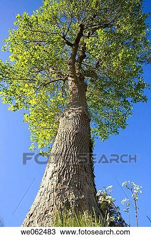 American Tulip Tree (Liriodendron tulipifera) View Large Photo Image Stock Image - American Tulip Tree (Liriodendron tulipifera). Fotosearch