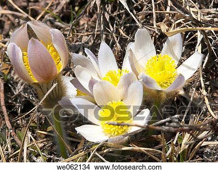Anemone (Anemone baldensis). Val d? Aosta, Italy View Large Photo Image Picture - Anemone (Anemone baldensis). Val d? Aosta, Italy. Fotosearch