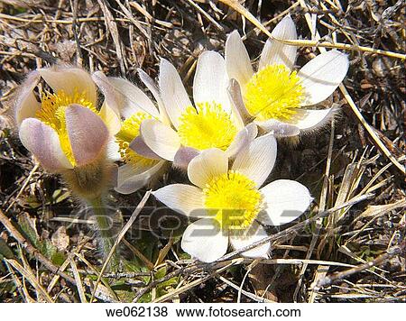 Anemone (Anemone baldensis). Val d? Aosta, Italy View Large Photo Image Stock Photo - Anemone (Anemone baldensis). Val d? Aosta, Italy. Fotosearch