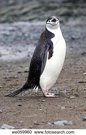 Stock Image - Antarctica, South Shetlands Islands, Aitcho Island, Chinstrap Penguin.. Fotosearch