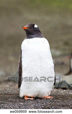 Antarctica, South Shetlands Islands, Aitcho Island, Gentoo Penguin. View Large Photo Image Stock Photo - Antarctica, South Shetlands Islands, Aitcho Island, Gentoo Penguin.. Fotosearch
