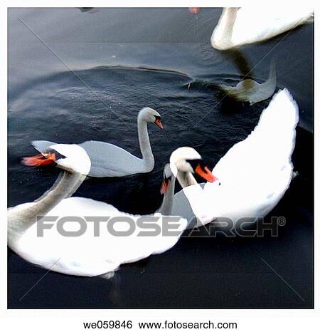 Stock Photograph - Aquatic bird, fauna, day, bird, animal. Fotosearch