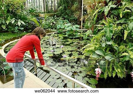 Picture - Aquatic plants in the Princess of Wales conservatory of the Royal Botanic Gardens Kew in Richmond, London. England, UK. Fotosearch