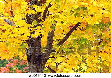 Atumn leaves of Norway Maple (Acer platanoides) close up. Austria, Europe. View Large Photo Image Stock Image - Atumn leaves of Norway Maple (Acer platanoides) close up. Austria, Europe.. Fotosearch