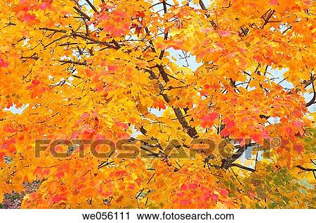Atumn leaves of Norway Maple (Acer platanoides) close up. Austria, Europe. View Large Photo Image Stock Image - Atumn leaves of Norway Maple (Acer platanoides) close up. Austria, Europe.. Fotosearch