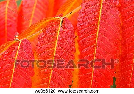 Autumn leaves of Staghorn Sumac / Vinegar Tree (Rhus typhina) close up. Bavaria, Germany, Europe View Large Photo Image Stock Image - Autumn leaves of Staghorn Sumac / Vinegar Tree (Rhus typhina) close up. Bavaria, Germany, Europe. Fotosearch