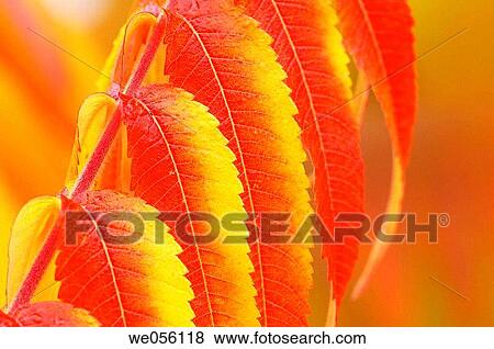 Autumn leaves of Staghorn Sumac / Vinegar Tree (Rhus typhina) close up. Bavaria, Germany, Europe View Large Photo Image Stock Photo - Autumn leaves of Staghorn Sumac / Vinegar Tree (Rhus typhina) close up. Bavaria, Germany, Europe. Fotosearch
