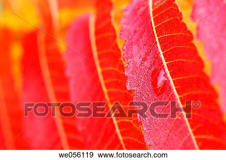 Autumn leaves of Staghorn Sumac / Vinegar Tree (Rhus typhina) close up. Bavaria, Germany, Europe View Large Photo Image Stock Photo - Autumn leaves of Staghorn Sumac / Vinegar Tree (Rhus typhina) close up. Bavaria, Germany, Europe. Fotosearch